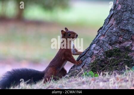 Rotes eurasisches Eichhörnchen, das im Sonnenschein auf einem Baum klettert und in einem Wald nach Nahrung wie Nüssen und Samen sucht, aufmerksam nach Raubtieren und anderen Stockfoto