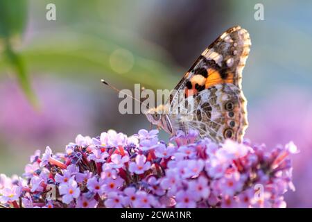 Schöner Monarchschmetterling in romantischer Hintergrundbeleuchtung auf den Blüten eines rosa Flieders im Sommer zeigt seine filigranen Flügel im Sonnenschein und bestäubt Stockfoto
