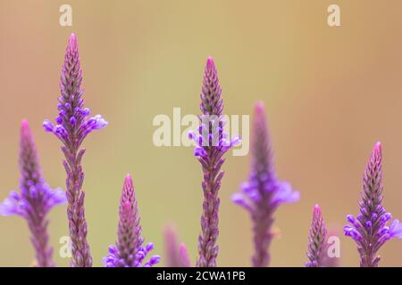 Porträt von schönen rosa-lila Blüten mit intensiv leuchtend gelben Strichen Zeigen Sie die Schönheit des Frühlings und die filigranen Blüten in Vollausschlag Stockfoto