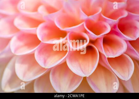 Schönes Makro einer Dahlienblüte, das die natürliche Schönheit und die Leidenschaft von Gartenliebhabern vom Frühling bis zum Sommer in Parks und Gärten zeigt Stockfoto