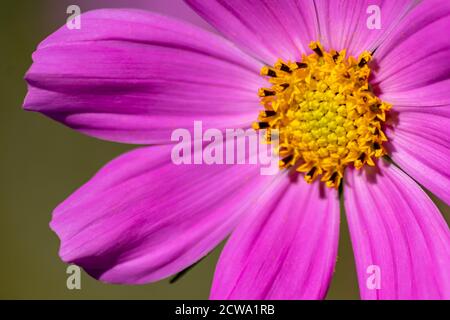 Porträt von schönen rosa-lila Blüten mit intensiv leuchtend gelben Strichen Zeigen Sie die Schönheit des Frühlings und die filigranen Blüten in Vollausschlag Stockfoto