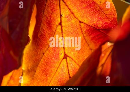 Goldener oktober mit bunten Blättern leuchtet mit goldener Hintergrundbeleuchtung in Herbst und goldener Herbst auf romantische Danksagung in der indischen Sommer mit rotem Blatt Stockfoto