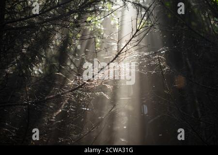 Sonnenstrahlen, die durch die Äste in einem Wald gehen. Stockfoto