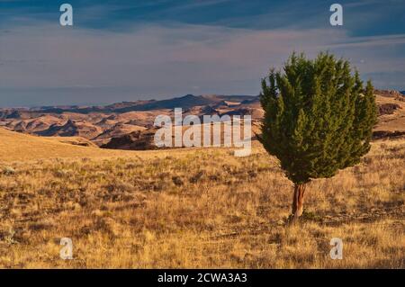 Einsamer Wacholderbaum im Grasland nahe Leslie Gulch und Owyhee Lake, Mahagoni Mountain Caldera, High Desert Region, Oregon, USA Stockfoto