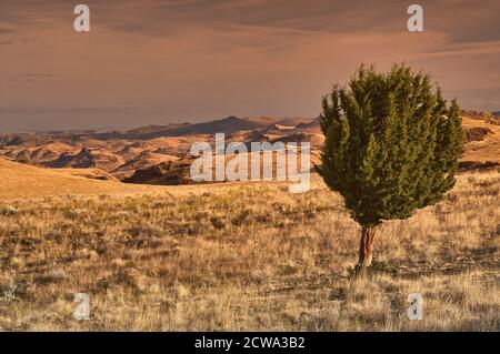 Einsamer Wacholderbaum im Grasland nahe Leslie Gulch und Owyhee Lake, Mahagoni Mountain Caldera, High Desert Region, Oregon, USA Stockfoto