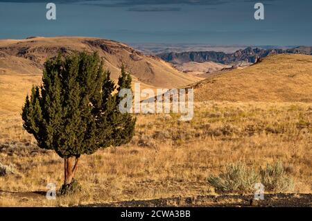 Einsamer Wacholderbaum im Grasland nahe Leslie Gulch und Owyhee Lake, Mahagoni Mountain Caldera, High Desert Region, Oregon, USA Stockfoto