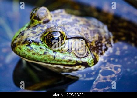 Frosch im Wasser in einem Park in Los Angeles Stockfoto