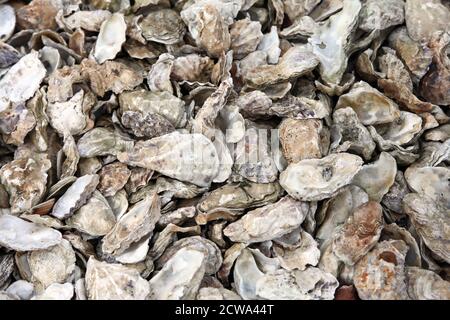 Ausrangierte Austernschalen am Strand auf Mersea Island, Essex Stockfoto