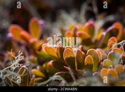 Nahaufnahme von alpinen Pflanzen in Herbstfarben in Dovrefjell, Dovre, Norwegen. Stockfoto