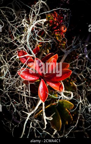 Nahaufnahme von alpinen Pflanzen in Herbstfarben in Dovrefjell, Dovre, Norwegen. Stockfoto