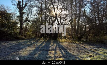 Die niedrige Wintersonne wirft lange Baumschatten auf frostigen Gras Stockfoto