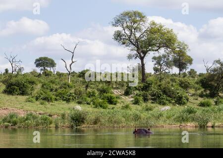 Hippo Baden teilweise in einem Fluss getaucht beobachten die Landschaft im Kruger Nationalpark, Südafrika Stockfoto