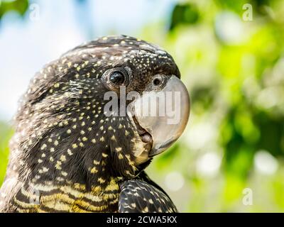 Verschiedene Papageien einschließlich Kakadus und Lorikeets leben in Australien glücklich. Stockfoto