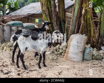 Pasar Kecamatan Pasanea, Indonesien - 15. Februar 2018: Ziegen neben dem Holzhaus in dem kleinen Dorf auf der Insel Seram, Zentral-Maluku, Indonesien Stockfoto