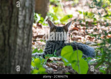 Graue Hauskatze draußen liegend, Serbien, Europa Stockfoto