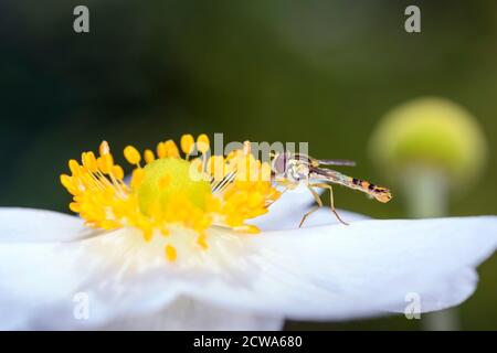 Männliche lange Schwebfliege (Sphaerophoria scripta) Auf der Blüte der japanischen Herbstanemone (Anemone hupehensis var.japonica) Stockfoto