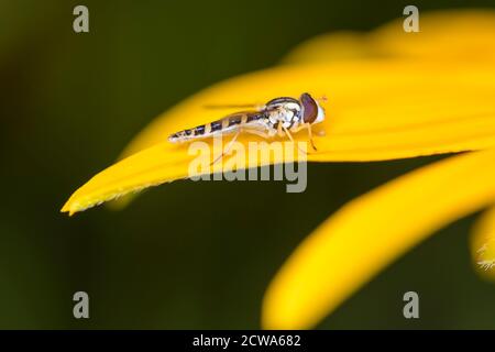 Weibliche lange Schwebfliege (Sphaerophoria scripta) Ruht auf Rudbeckia fulgida - Orange Cone Flower Stockfoto