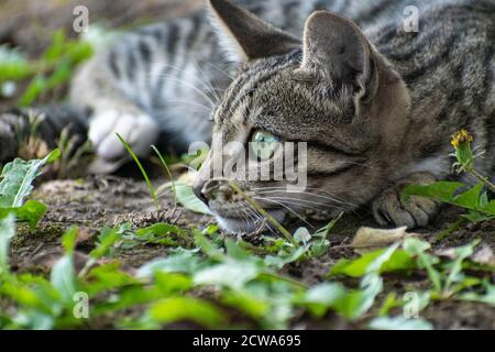Graue Hauskatze draußen liegend, Nahaufnahme. Serbien, Europa Stockfoto