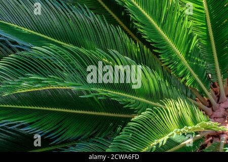 Frische neue Palmenblätter im Garten aus nächster Nähe. Stockfoto