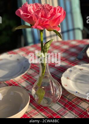 Schöne rosa Blume in Vase, Stillleben Konzept Stockfoto