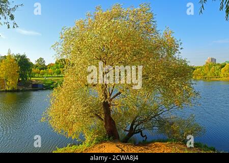 Willow am Ufer des Sees in Moskau Landschaftspark im goldenen Herbst. Russland Stockfoto