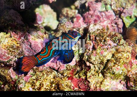 Mandarienenfische, Synchiropus Splendidus getarntes in Coral Stockfoto