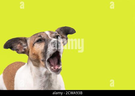 Der lustige Jack Russell Terrier scheint mit weit geöffnetem Mund zu schreien. Hundekopf vor einem Zitronenhintergrund, Kopierraum Stockfoto