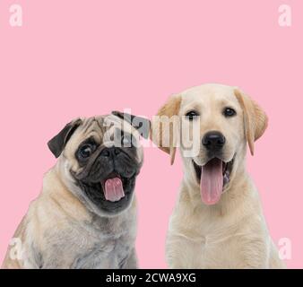 Glückliches Team von zwei Hunden, PUG und Labrador Retriever, die Zunge auf pinkfarbenem Hintergrund pantschen und herausstechen Stockfoto