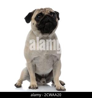 Süßer Pug, der mit seinem Mund auf weißem Studiohintergrund geschlossen sitzt Stockfoto