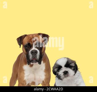 Niedlicher Boxerhund mit Blick auf die Kamera neben einem kleinen shih-tzu-Hund, der auf gelbem Hintergrund sitzt Stockfoto