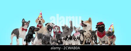 Große Gruppe witzig aussehender Katzen und Hunde, die auf blauem Hintergrund zusammenstehen Stockfoto