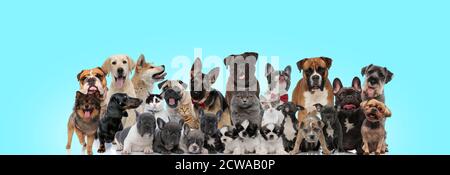 Große Vielfalt an Katzen und Hunden, die auf blauem Hintergrund lustig und glücklich aussehen Stockfoto
