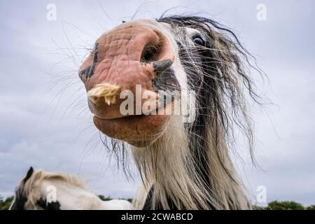 Weitwinkel Nahaufnahme des Kopfes eines Pferdes. Stockfoto