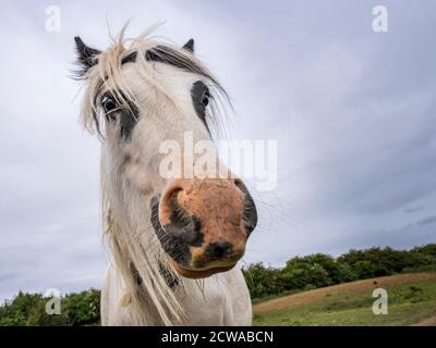 Weitwinkel Nahaufnahme des Kopfes eines Pferdes in Ein Feld Stockfoto