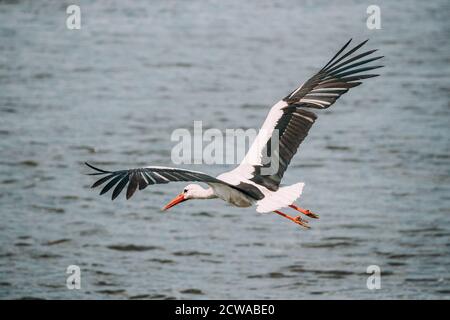 Erwachsener Europäischer Weißstorch Fliegt Über Der Oberfläche Des Flusses Mit Seine Flügel Breiteten Sich Aus Stockfoto