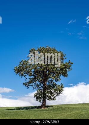 Ein einzelner Baum gegen einen blauen Himmel in einem Feld In Northamptonshire Stockfoto