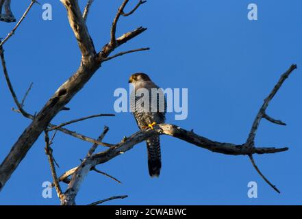 Der Rothalsfalke ist ein spezialisierter Verfolgungsräuber von klein Vögel und bevorzugt Lebensraum mit großen Palmen, wo sie Machen Sie ihre Nester Stockfoto