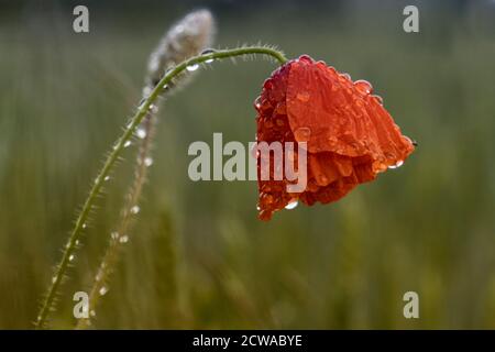 Ein feuchter Mohn auf einem Feld, gesättigt mit Regentropfen. Stockfoto