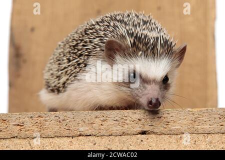 Schmückende afrikanische Igel mit schwarzem Fell, das auf einem Holzbrett liegt, ohne vor braunem Hintergrund zu besetzen Stockfoto