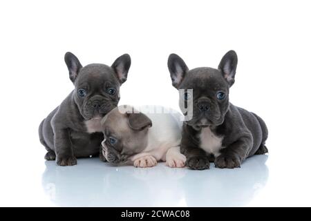Drei süße französische Bulldoggwelpen ruhen und entspannen beim Ablegen und Sitzen nebeneinander auf weißem Studiohintergrund Stockfoto