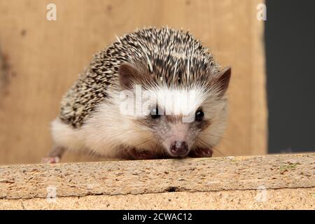 Kleiner afrikanischer Igel mit schwarzem Fell, das auf einem Holzbrett liegt und vor braunem Hintergrund etwas schnüffelt Stockfoto