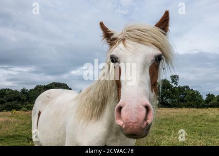 Nahaufnahme eines Pferdes mit in einem Feld in Leicestershire. Stockfoto