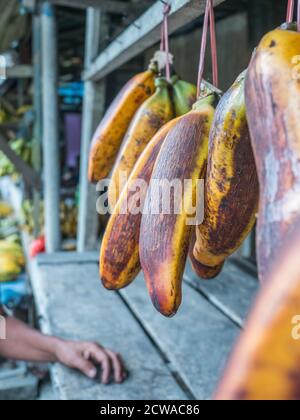 Riesige Orangenbananen hängen an einem Marktstand in einer kleinen Stadt auf der Insel Ambon, Maluku, Indonesien. Asien Stockfoto