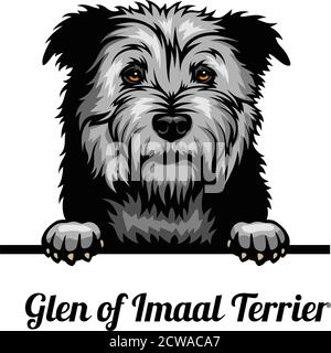 Kopf Glen von Imaal Terrier - Hunderasse. Farbbild eines Hundekopfes isoliert auf weißem Hintergrund Stock Vektor