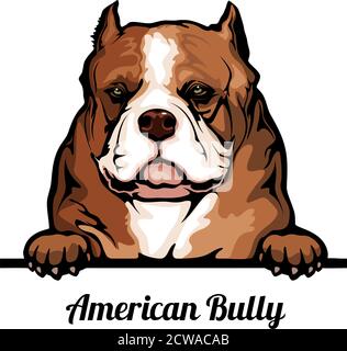 Head American Bully - Hunderasse. Farbbild eines Hundekopfes isoliert auf weißem Hintergrund Stock Vektor