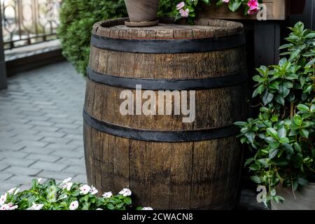 Viele schöne verschiedene Catharanthus roseus und weiße Blumen Pflanzen in verschiedenen Töpfen gegen alte Retro Vintage Holzfass. Garten im Hof Stockfoto