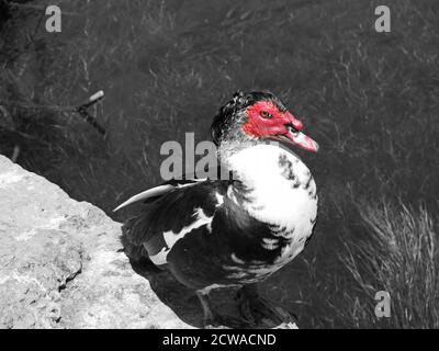 Cairina Moschata männliche Ente fotografiert in Almyros Feuchtgebiet in der Nähe von Heraklion, Kreta, Griechenland. Stockfoto