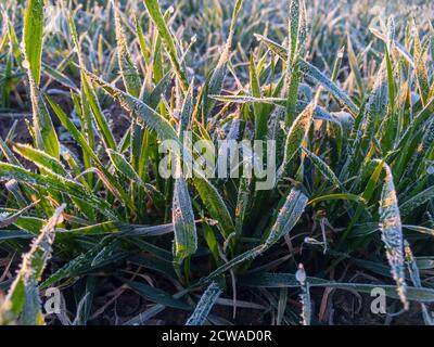 Landwirtschaftliche Feld, auf dem grünen Triebe des Weizens wachsen bedeckt mit morgendlichem Frost. Stockfoto
