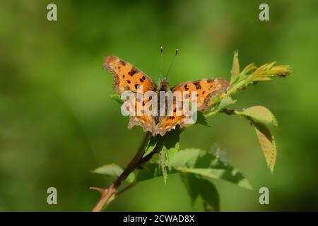 Isolierter Schmetterling der Comma-Art (Polygonia c-Album) der Nymphalidae-Familie, fotografiert mit Makrolinse über einem Blatt einer Wildpflanze. Stockfoto