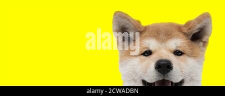 Nahaufnahme eines entzückenden akita Inu Hundes mit Braun Fell versteckt und Blick auf Kamera glücklich auf gelben Studio Hintergrund Stockfoto